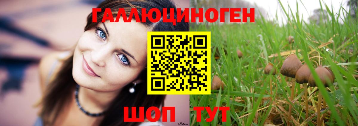 Псилоцибиновые грибы Psilocybe Рубцовск